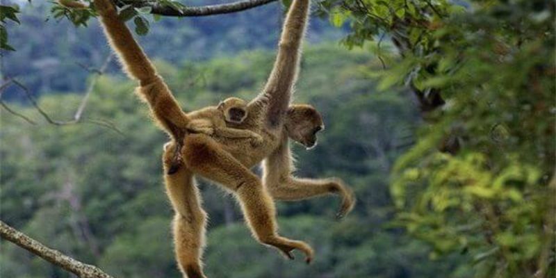 Mơ thấy khỉ trèo leo điềm báo tốt hay xấu?